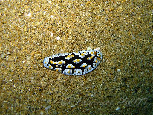 Phyllidie verruqueuse - Phyllidia arabica.JPG